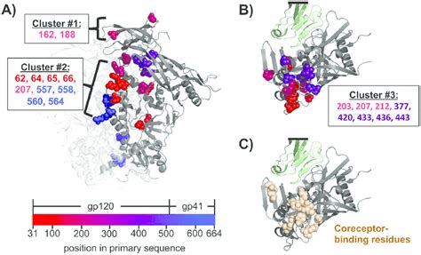 Sites Of Recurrent Cell Culture Mutations Mapped On Envs Structure