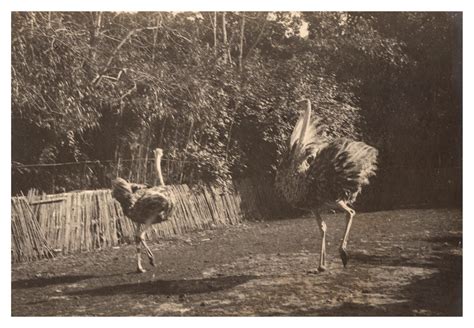 Algérie autruches au jardin d essai près Alger by Photographie