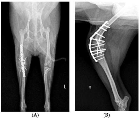 Veterinary Sciences Free Full Text Stifle Joint Arthrodesis For