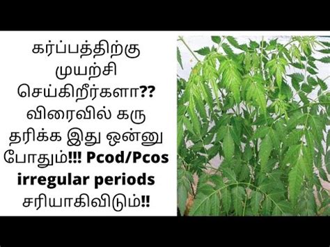 Malaivembu Uses For Pregnancy Fast Pregnancy Tips How To Cure Pcod Pcos