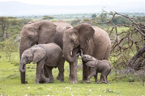 Elephant King Of The Kalahari National Geographic For Everyone In