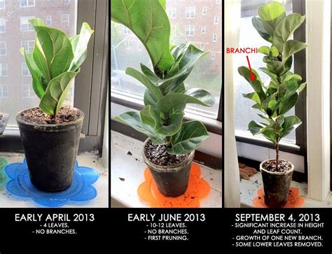 Here S How To Successfully Propagate A Fiddle Leaf Fig Cutting Artofit