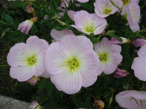 Энотера многолетняя (красивая, кустарниковая) посадка и уход (+фото)