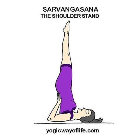 Sarvangasana The Shoulder Stand Pose