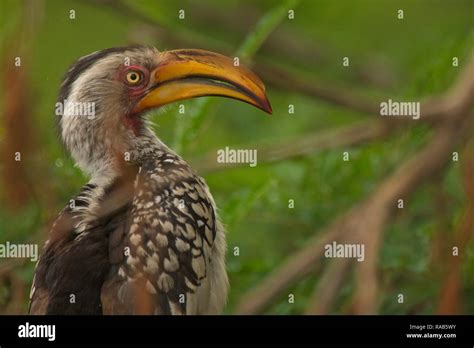 South African wildlife Stock Photo - Alamy