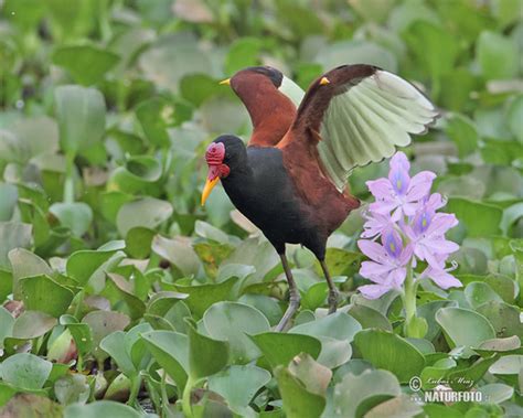 Jacana Jacana Pictures Wattled Jacana Images Nature Wildlife Photos