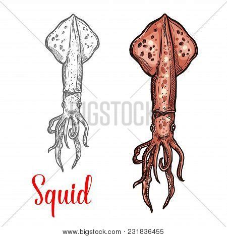 Squid Marine Mollusk Vector & Photo (Free Trial) | Bigstock