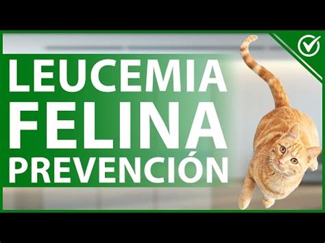 Qué hago para Proteger a mi Gato de la Leucemia Felina Todo Sobre