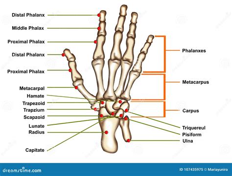 Hand Anatomy Chart