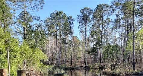 Discover The Enchanting Graham Creek Nature Preserve A Sanctuary For