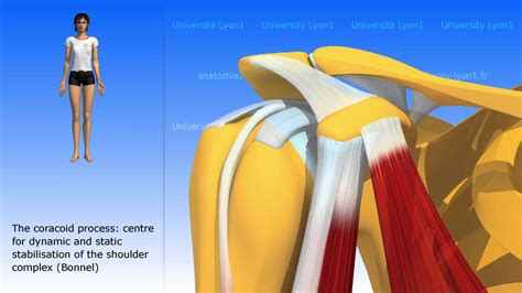 The coracobrachialis - YouTube