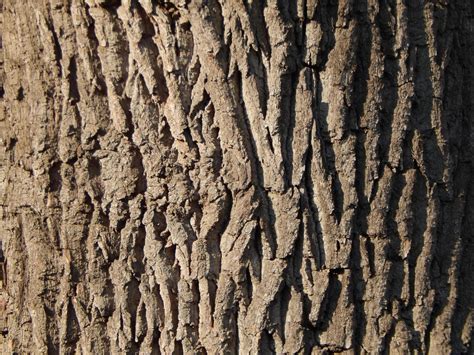 Fotografía De Texturas Naturales