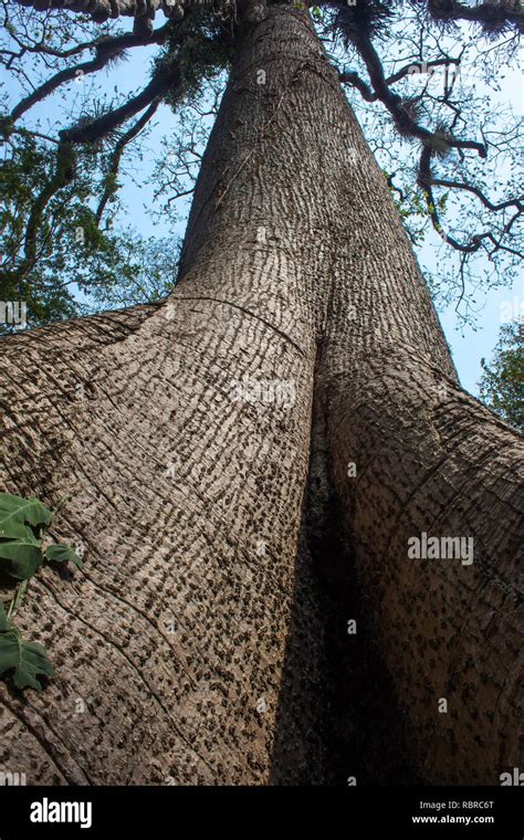 Rbol Gigante Con M S De A Os Fotograf A De Stock Alamy