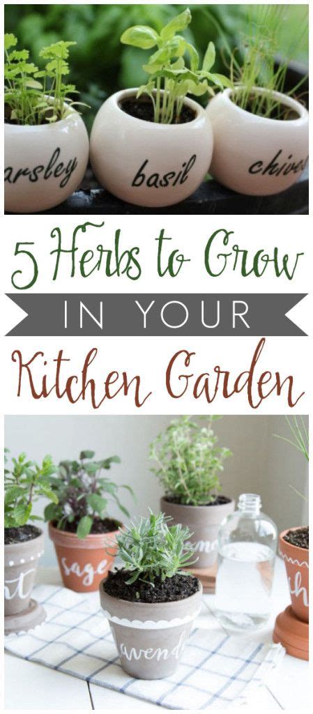 Five Herbs To Grow In Your Kitchen Garden Delicious Ways To Use Them