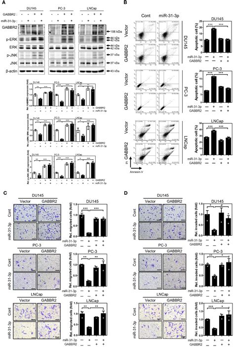 Frontiers Corrigendum Mir P Functions As A Tumor Suppressor By