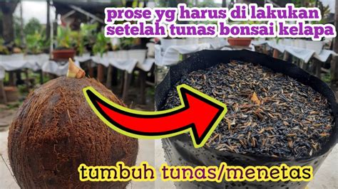 Proses Tahap Awal Bonsai Kelapa Setelah Tumbuh Tunasmenetas Youtube