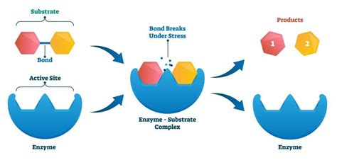 Enzymes In Digestion KS3 Biology Revision