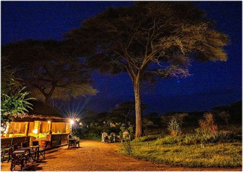 Migration Des Gnous Guide Mensuel Pour Un Safari Spectaculaire