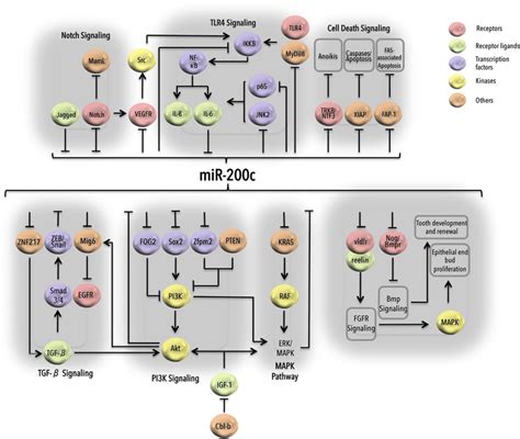 Mir 200c In Signaling Pathways Graphical Representation Of Involvement