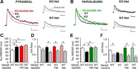 Glun A Reduction Rescues Pv Cell Synaptic Nmdar Currents At P A And