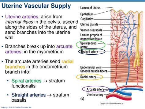 Ppt Female Reproductive System Powerpoint Presentation Id6147501