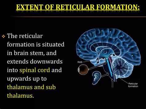 reticular formation pptx