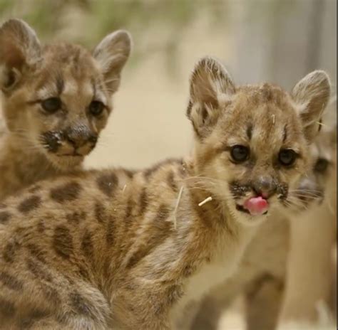 Orphaned Mountain Lion Cubs Find New Home at San Diego Zoo Safari Park ...