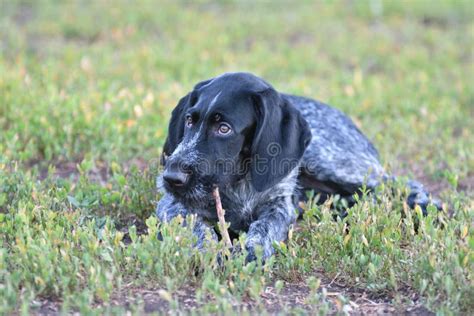 Hunting Dog Breed German Wirehaired Pointer Stock Photo - Image of german, wirehaired: 99203562