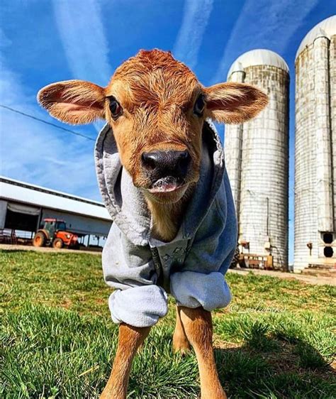 🐮🐄cows🐄🐮 On Instagram Via Drileyhunt Staying Warm 🐮🥰