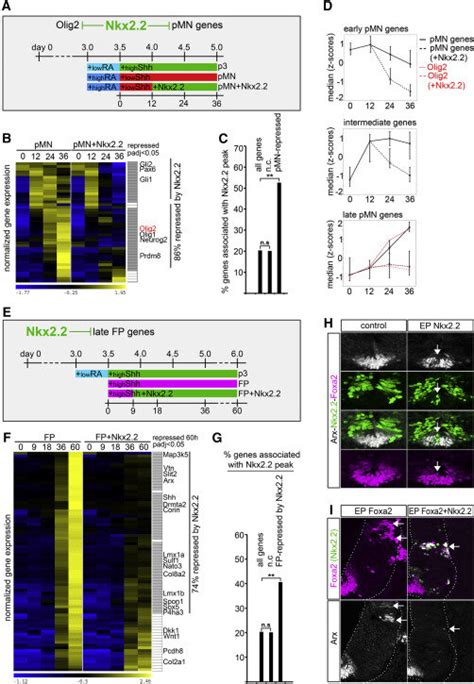 Nkx2 2 Directly Represses Genes Expressed In Adjacent Domains