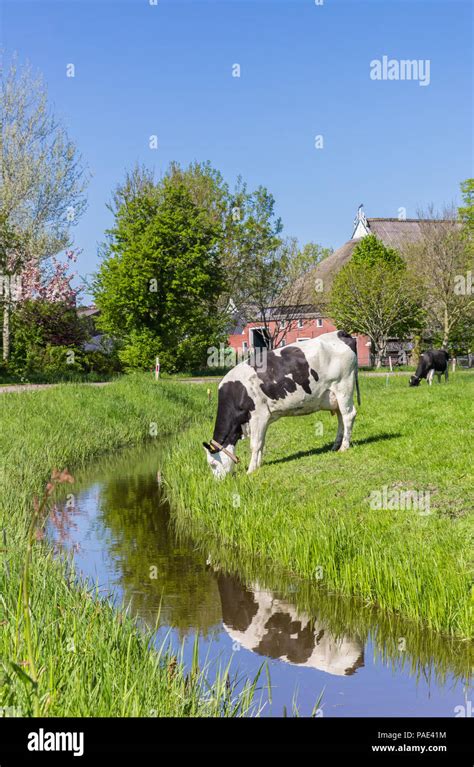 Dutch Holstein Cow At The Water Near Groningen Holland Stock Photo Alamy