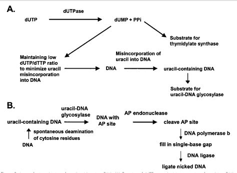 Figure From Roles Of Uracil Dna Glycosylase And Dutpase In Virus