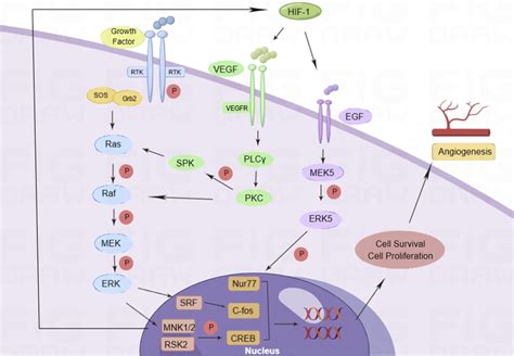 Pro Angiogenic Mechanism Of The Erk Signaling Pathway Growth Factors