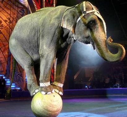 Wild animals do not belong in a circus – FVE – Federation of Veterinarians of Europe