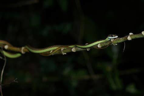 Lesser Sundas Bronzeback From Sumbawa Regency West Nusa Tenggara