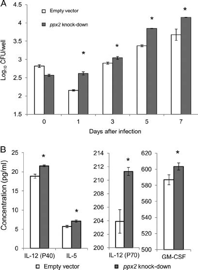 Polyphosphate Accumulation Contributes To Enhanced M Tuberculosis