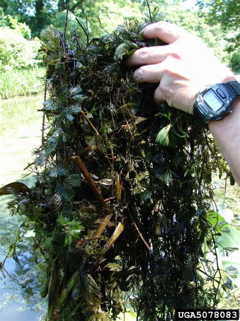 Fanwort Alberta Invasive Species Council