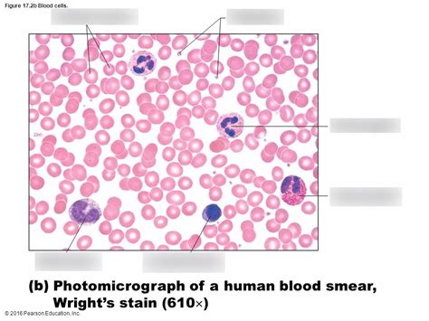 A P Lab Human Blood Smear Labeled Diagram Quizlet