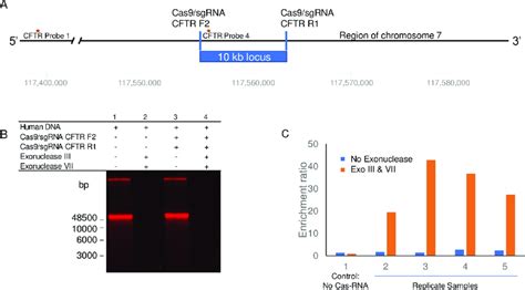 Cas9 SgRNAs Protect A Target 10 Kb Human CFTR Gene Sequence From