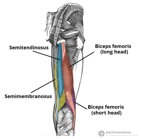 Hip Muscles Diagram Labeled : Muscles of the Leg and Foot - Classic ...