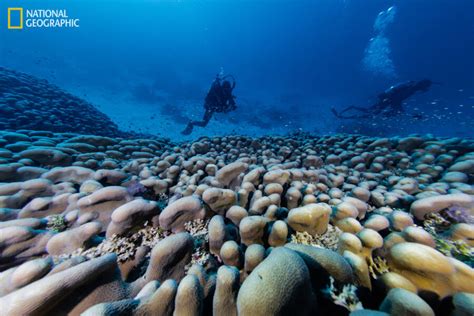 World S Largest Coral Discovered Near Solomon Islands