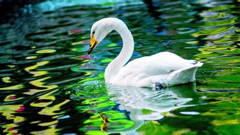 Share Swan Wallpaper Latest In Cdgdbentre