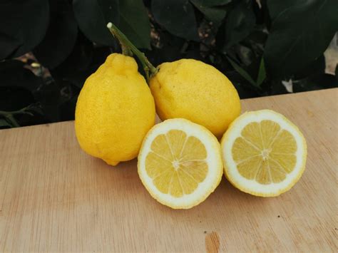 Citron Bignette Agrumerie Vessiere