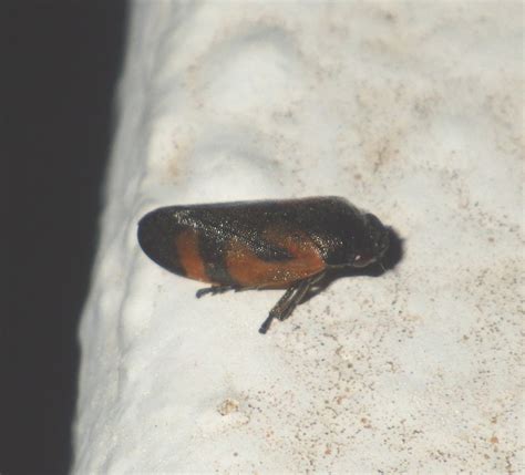 Haematoloma Dorsata From Agriles Griechenland On April