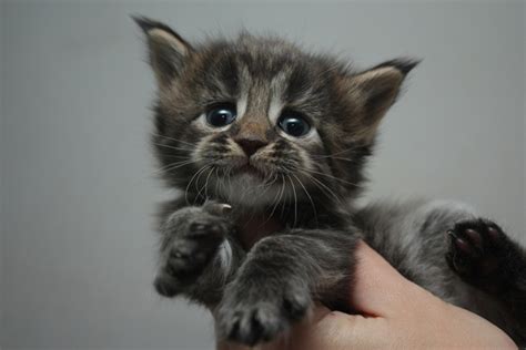 Блог - Питомник Fridmancats