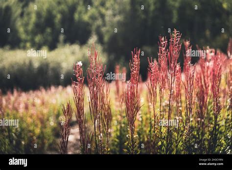 Mountain wildflowers in Colorado Stock Photo - Alamy