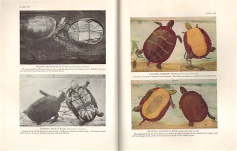 The Reptiles Of North America A Review Of The Crocodilians Lizards