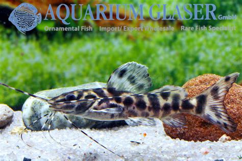 Leiarius Marmoratus Aquarium Glaser Gmbh