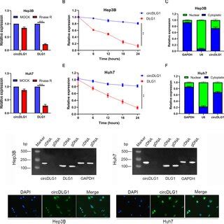 Pdf Circular Rna Circdlg Contributes To Hcc Progression By