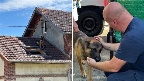 Coinc Sur Le Toit D Une Maison Un Berger Allemand Secouru Par Des